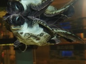 アオウミガメ