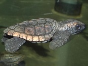 アカウミガメ