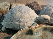 アルダブラゾウガメ