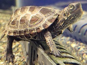 クサガメ