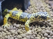 ヒョウモントカゲモドキ