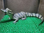 メガネカイマン