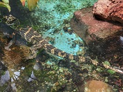 ヨウスコウワニ