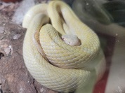 アオダイショウ