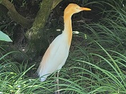 アマサギ