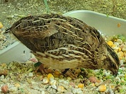 ウズラ