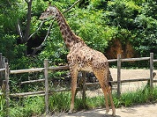 マサイキリン
