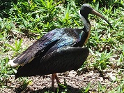 ムギワラトキ
