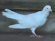 ウスユキバト