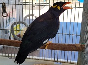 キュウカンチョウ