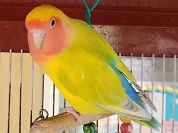 コザクラインコ（ラブバード）