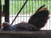 サツマドリ