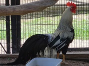 ショウコク