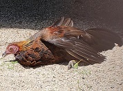 セキショクヤケイ