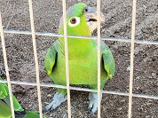 ムシボウシインコ