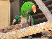 オオハナインコ