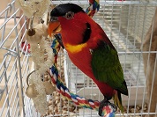 ヨダレカケズグロインコ