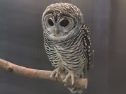 アカアシモリフクロウ