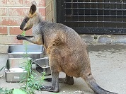 オグロワラビー