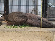 カンムリセイラン