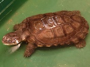 クリイロハコヨコクビガメ