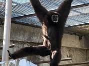 シロテテナガザル