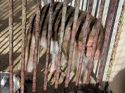 ボンネットモンキー