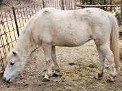 ウェルシュポニー