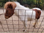 ウェルシュマウンテンポニー