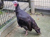 コシチメンチョウ（七面鳥）