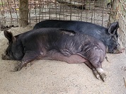 バークシャー（黒豚）