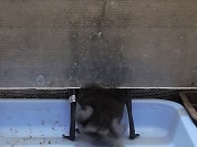 オヒキコウモリ