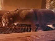 スンダスローロリス