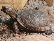 トウブハコガメ