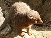 コビトマングース