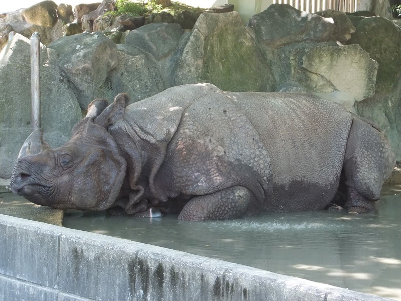 インドサイの写真・画像