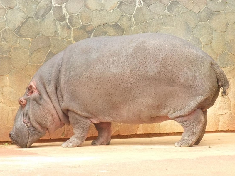 カバの写真・画像
