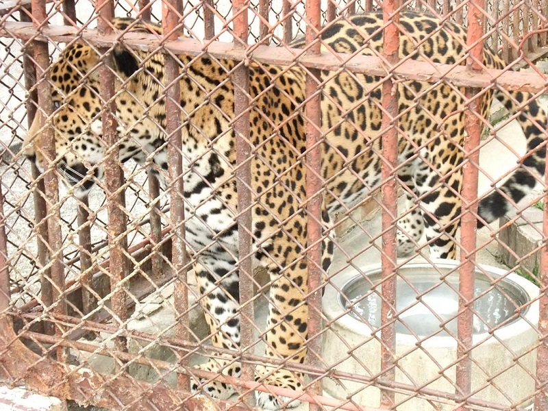 ジャガーの写真・画像
