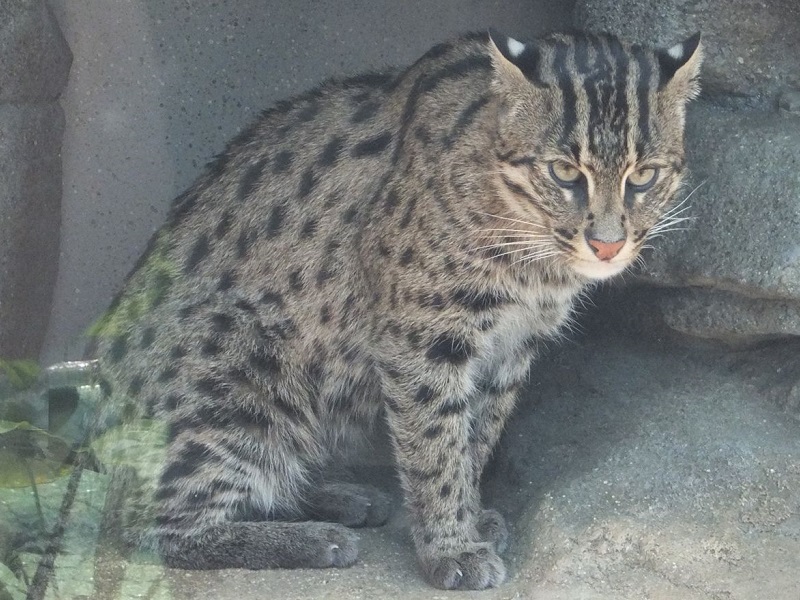 スナドリネコの写真・画像