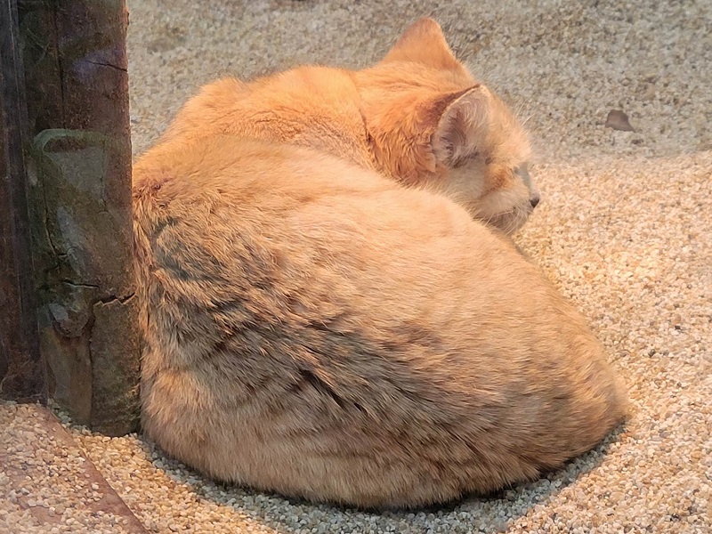スナネコの写真・画像