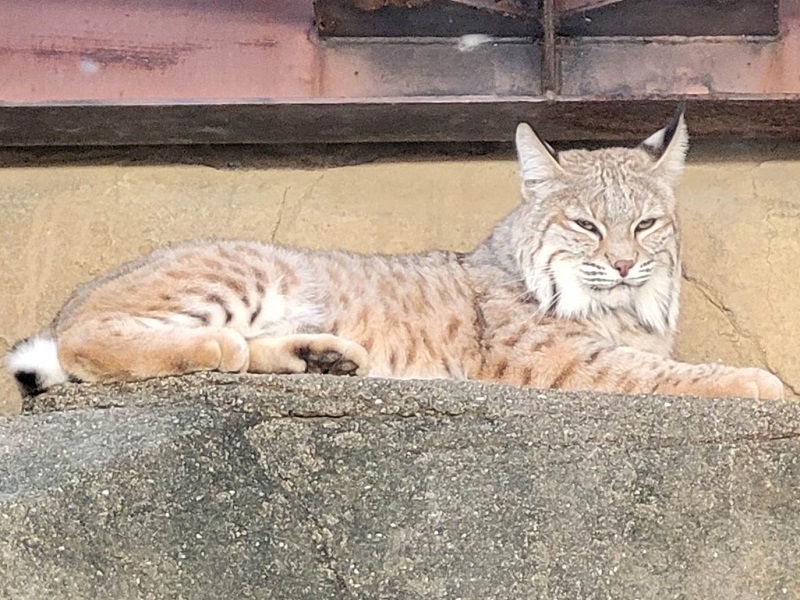 ボブキャットの写真・画像