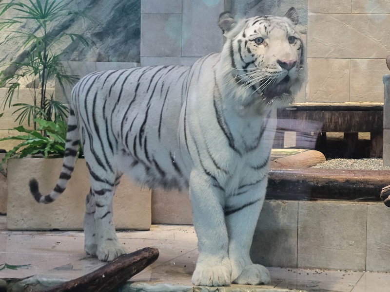 ホワイトタイガー（ベンガルトラ）の写真・画像