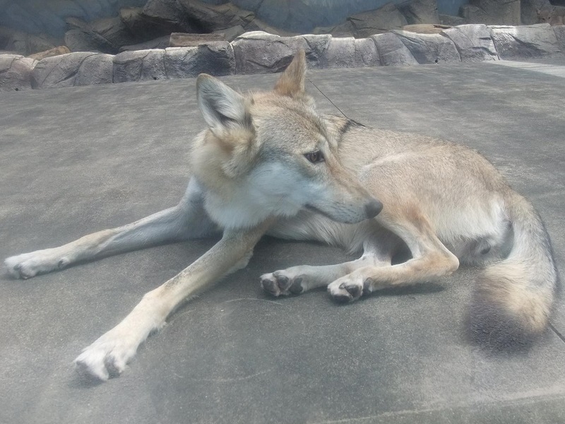 チュウゴクオオカミの写真・画像