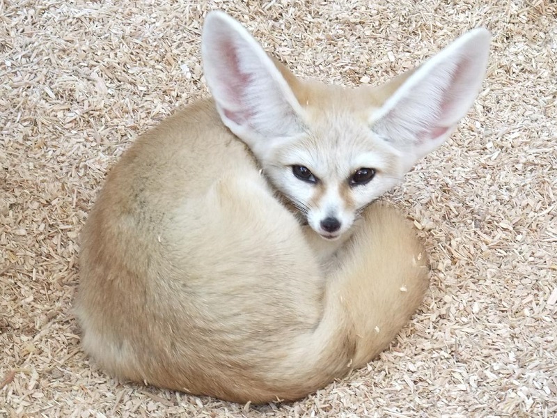 フェネックの写真・画像