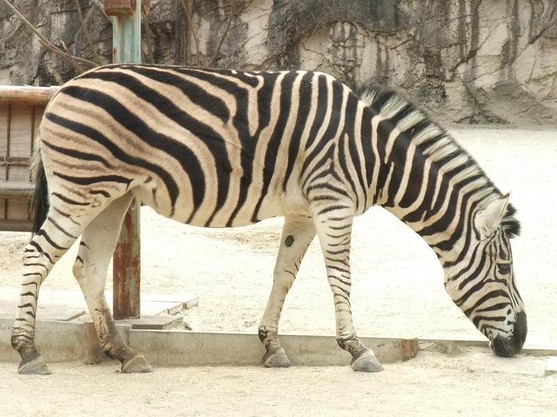 チャップマンシマウマの写真・画像