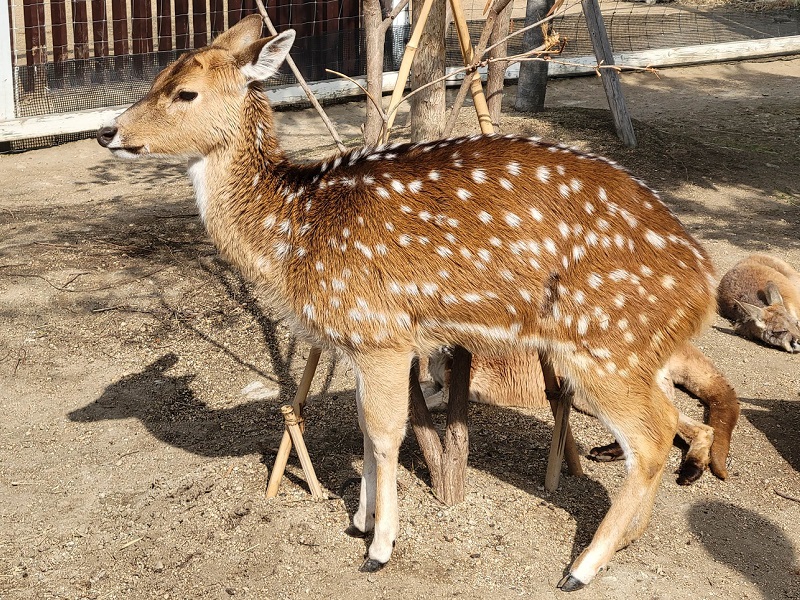 アクシスジカの写真・画像