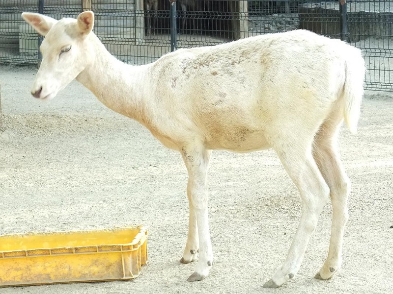 シロダマジカの写真・画像