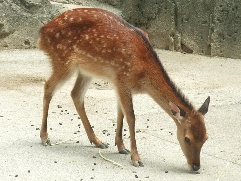 ニホンジカの写真・画像