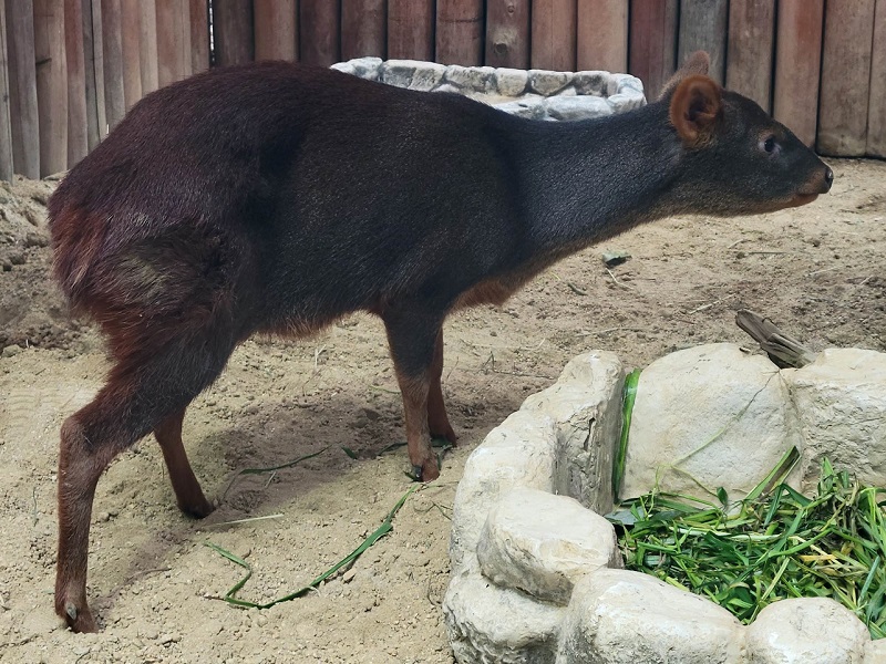 プーズーの写真・画像