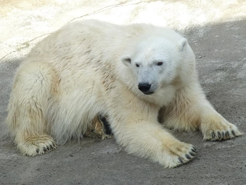 ホッキョクグマの写真・画像